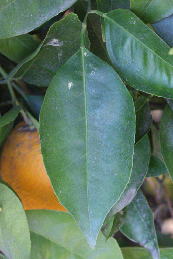              Unifoliolate leaf (Riverside, CA)       